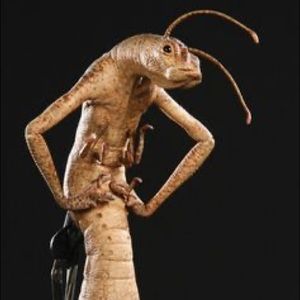 Meet your Posher, Nelly